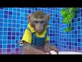KiKi Monkey try 24 Hours Waterpark Challenge with swimming at Ball Pit Pool | KUDO ANIMAL KIKI