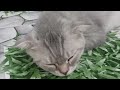 You Laugh You Lose😹Funniest Dogs and Cats 2024😻🐶