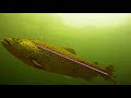 Reading Trout Waters - How To Find Fish