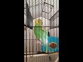 Sofia cleaning out her house - Parakeet/Budgie