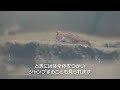 東京湾　泥干潟1／飼育係のワンポイントmovie