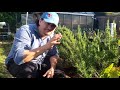 How To Dry Rosemary (2019) Four Different Ways!