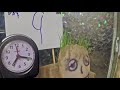 3rd Grade Grassy Head Time-lapse