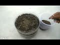 Grow cardamom from seeds | Grow Properly at home | Grow plants from seeds