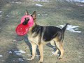 German Shepherd Dog frisbee