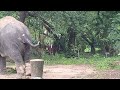 punnathurkotta Guruvayoor Elephant camp