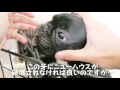 愛犬用ケージを手作り！フレブルの子犬ココハウスの完成♡