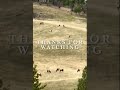 Awesome! Watching Grazing Elk Herd From My Window (4K HD)