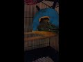 Sofia taking bottle caps out of her bed - Parakeet/Budgie