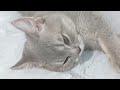 You Laugh You Lose😹Funniest Dogs and Cats 2024😻🐈