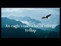 Cecilia Rocha - AN EAGLE - (Lyric Video)