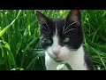 Funny Cats: Grass Eating Race (mini comedy)