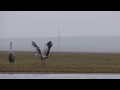 Common Cranes birds dancing in spring