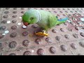 My Pet eat mango || My Parrot || My Mithhu || state new version