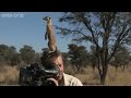 Magic meerkat moments - BBC