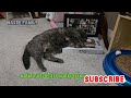 ของเล่นชิ้นโปรด#แมว #แมวน่ารัก #catvideos #pets #viralvideo #cute #fypシ゚viral #cuteanimal #แมวบ้านๆ