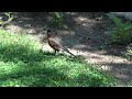 Robin father agitated by my presence near his nestlings, Alexandria, Va, July 15, 2019