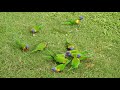 Australian Birds feeding in my back yard. 