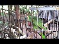 Zombie Parrot feasts apon cicada Brain's