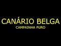 CANÁRIO BELGA CAMPAINHA PURO - CANARY SINGING