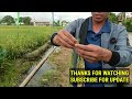 Hybrid Rice| Longping 2096 534 | NK5017 S6003 | Pioneer PHB85 | Tamang Pag Aaply Ng Fertilizer