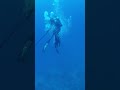 Eel attack while spearfishing