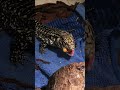 Tegu eats Iguana egg roe