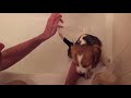 Cute beagle puppy takes his first bath