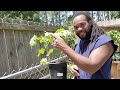 How To Grow Okra  - Growing Okra in Pots or Containers, No Backyard Garden