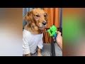 Funniest Cats and Dogs 2024 😹🐶 New Funny Animals Video 😍 Part 2