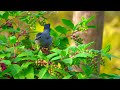 Colorful Birds In The Forest | Beautiful Nature | Birds Sounds | Forest Sound