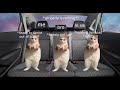 The Trip Cats (Parts 1-3)