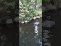 Ducks Synchronized Swim Meet🦆