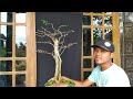 BONSAI DELIMA BATU. Ciri ciri perbedaan delima batu dan gulo gumantung