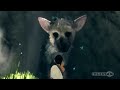 The Full History of The Last Guardian