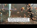 How to care for Goldfish Fry: from Eggs to 1 Year