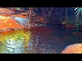 BEAUTIFUL FOREST, BEST NATURE BIRD SOUNDS, BABBLING BROOK, TRICKLING MOUNTAIN STREAM