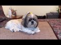Shih Tzu Tries Greenies Dental Treats for the First Time 😁 | See if Lacey Dog Likes Them 🤔🐾