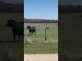 Cattle watching