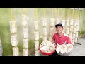 How to Grow Bbalone Mushrooms at Home for Continuous Harvest for 3 Months