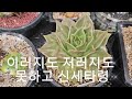 #다육이 #다육맘 #다육초보 #관리허술  #정신차려 #유행따라잡기 #실패