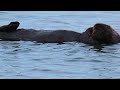 Sound sleeper - Sea Otter