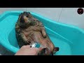 marmot lying down enjoying the shower