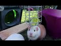 Guinea Pigs Go Outside For First Time in Life