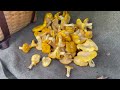 Chanterelles:  Mushroom Hunting in Central Maine