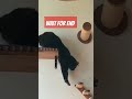 Dogs  funny videos 😂😂😂❤️❤️#shortsfeed #trending #howtogetviewsonyoutubevideos #howtoviralshortvideo