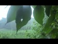 Fall Asleep with 1 Hour Rainforest Ambience sound | Rain Sounds for Sleeping & Relaxation ambience