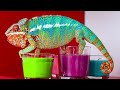 How Do Chameleons Change Colors? Discover the Amazing Science!