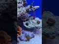 Reef aquarium week 15.