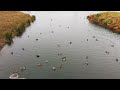🦆多摩川の鴨